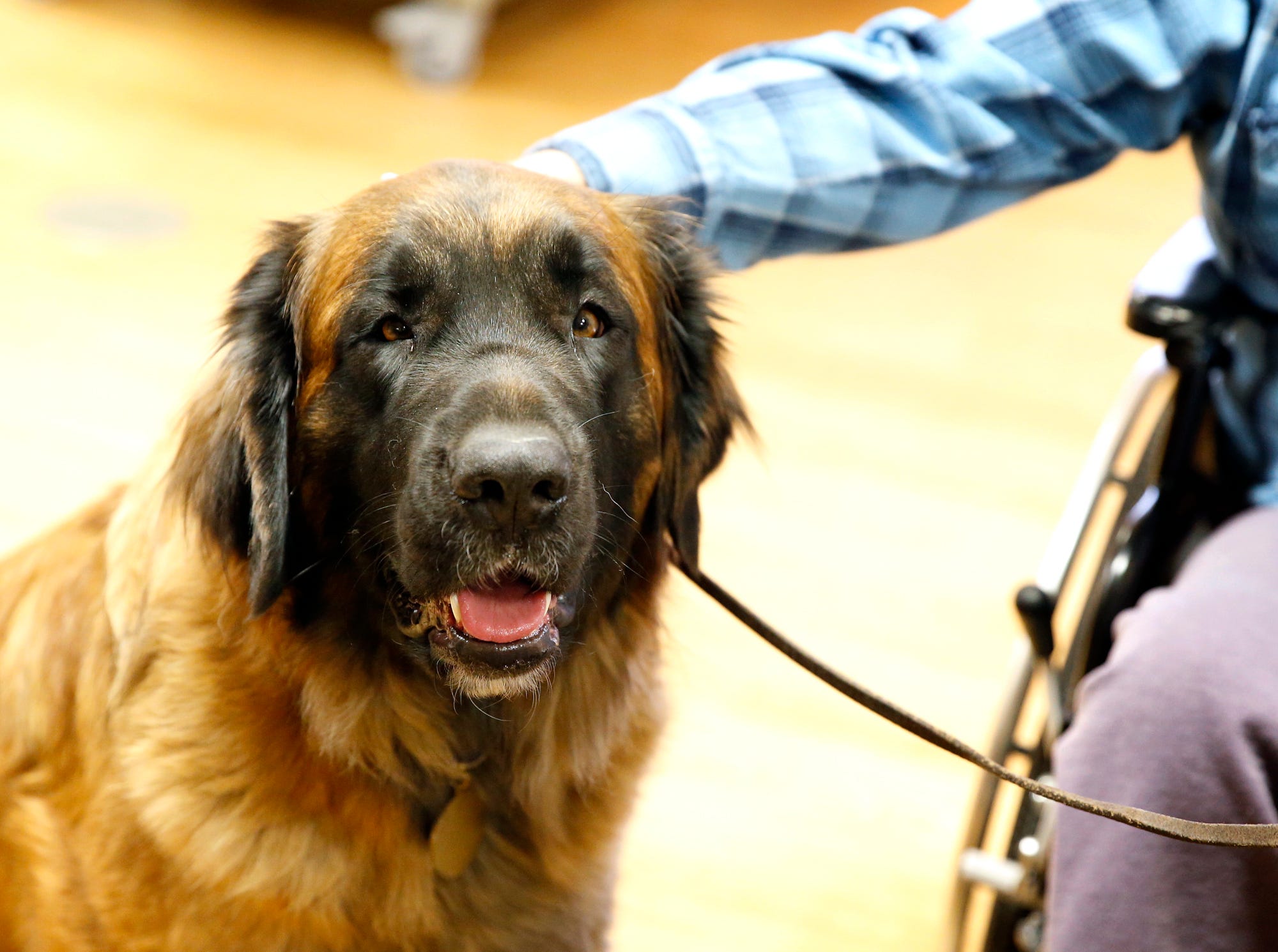 leonberger therapy dog